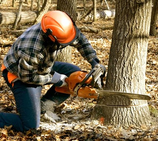 Tree Removal in Mascot, VA
